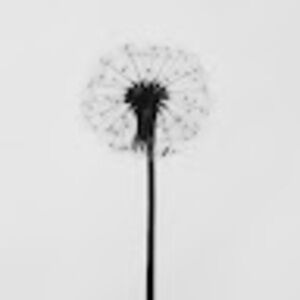 Meet your Posher, Dominique